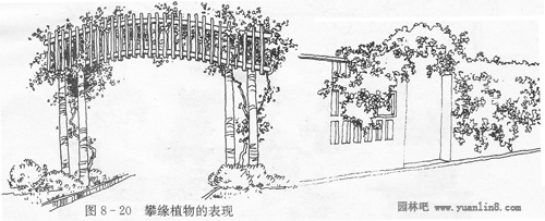 攀缘植物的表现