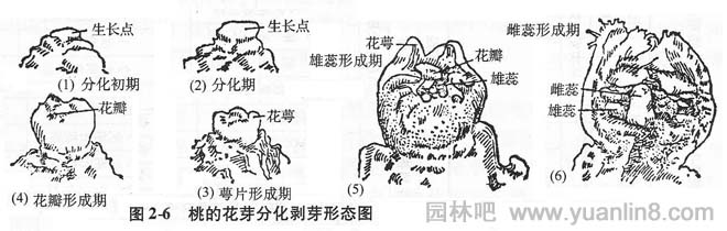 桃的花芽分化剥离形态图