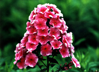 宿根福禄考,Phlox paniculata