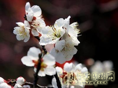 盘点2012年年初各地梅花节