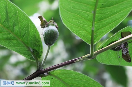 盛夏的果实--舌尖上的植物园